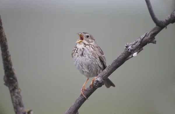 Corn bunting, Emberiza calandra, — Stock Photo, Image