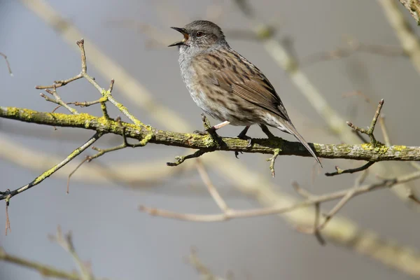 Alpenstrandläufer oder Heckensperling, Prunella modularis — Stockfoto