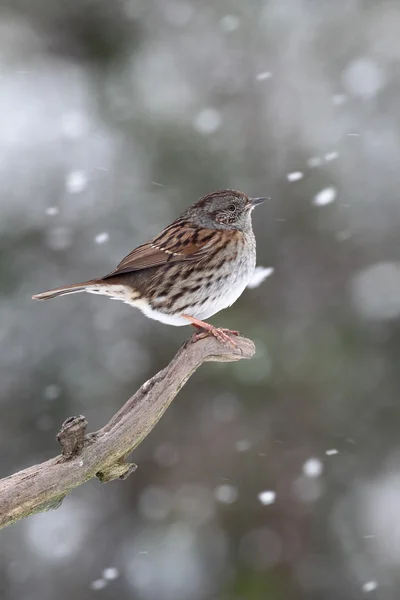 Dunnock eller hedge sparrow, prunella modularis — Stockfoto