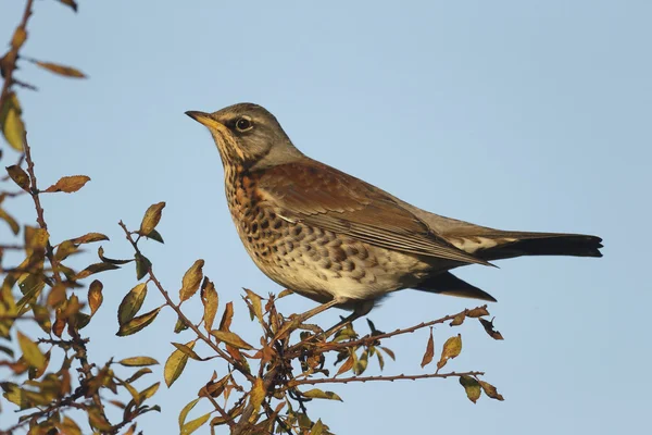 Fieldfare, Turdus pilaris — Stok fotoğraf