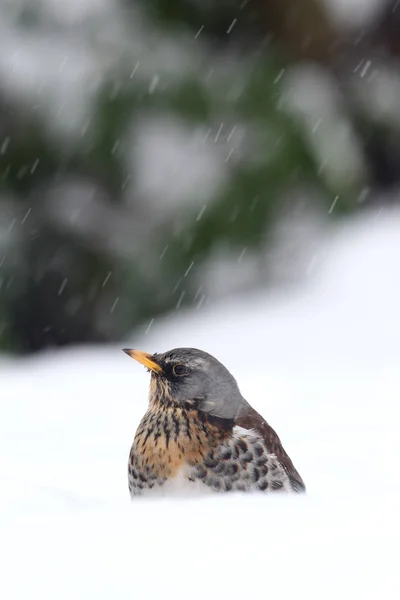 Fieldfare, Turdus pilaris — Stok fotoğraf