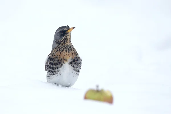 Björktrast, turdus pilaris — Stockfoto