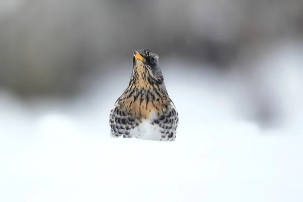 Fieldfare，鸫 pilaris — 图库照片