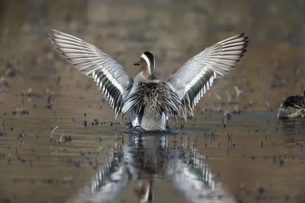 Garganey, 32 года, Anas querquedula — стоковое фото