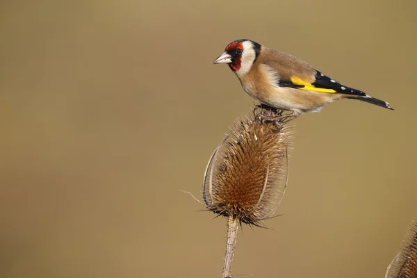 Pintassilgo, carduelis carduelis — Fotografia de Stock