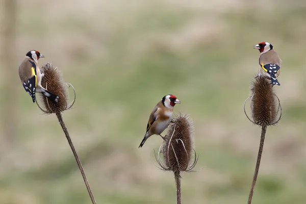 Saka kuşu, carduelis carduelis — Stok fotoğraf