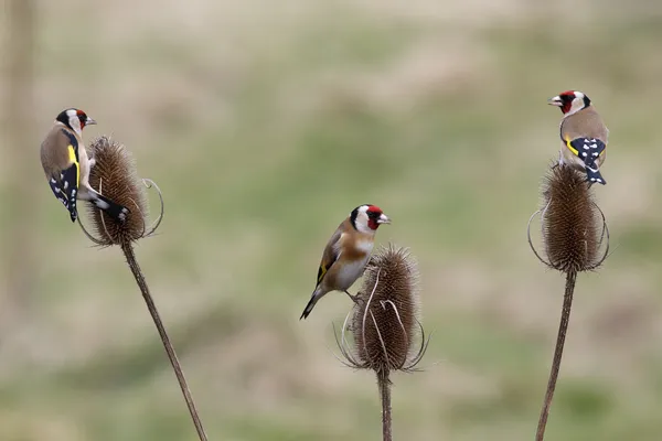 Pintassilgo, carduelis carduelis — Fotografia de Stock