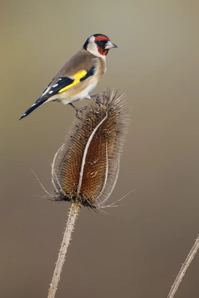Saka kuşu, carduelis carduelis — Stok fotoğraf
