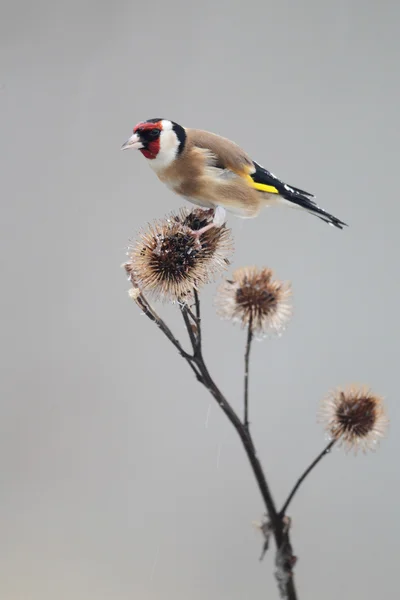 Goldfinch, самка самка — стокове фото