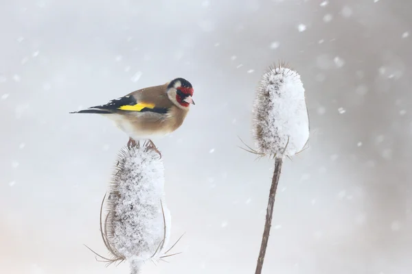 Goldfinch, Carduelis carduelis — Stock Photo, Image