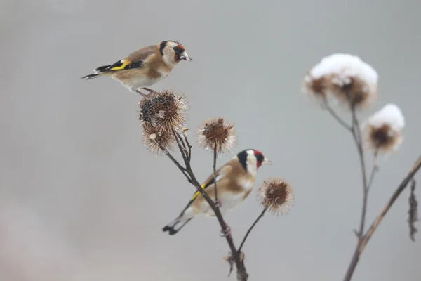 Saka kuşu, carduelis carduelis — Stok fotoğraf