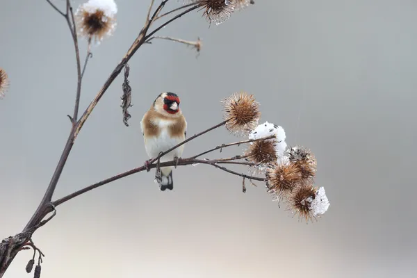 Saka kuşu, carduelis carduelis — Stok fotoğraf