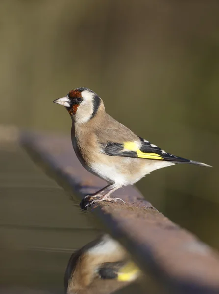 Jilguero, carduelis carduelis — Foto de Stock