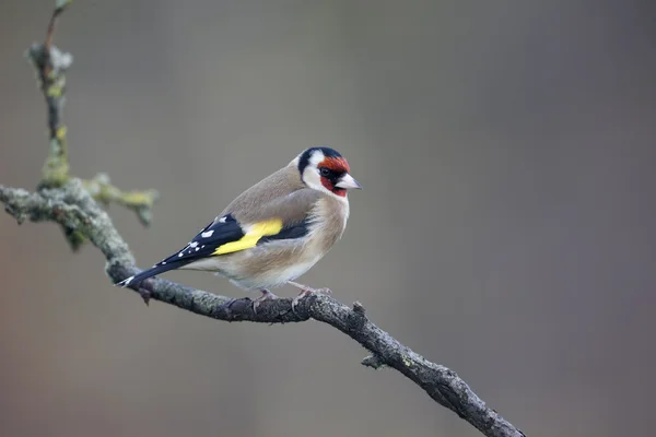 Putter, carduelis carduelis — Stockfoto