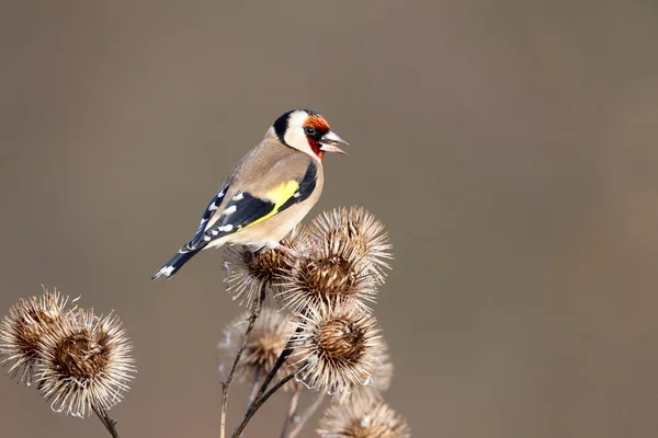 Goldfinch, Carduelis carduelis — Stock Photo, Image