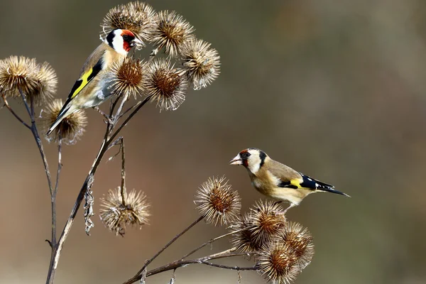 Cardellino rosso, Carduelis carduelis — Foto Stock