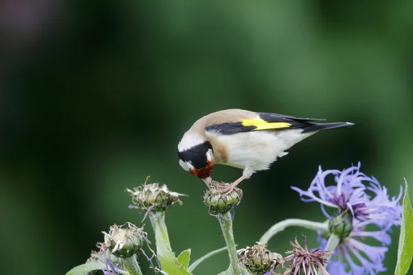 Cardellino rosso, Carduelis carduelis — Foto Stock