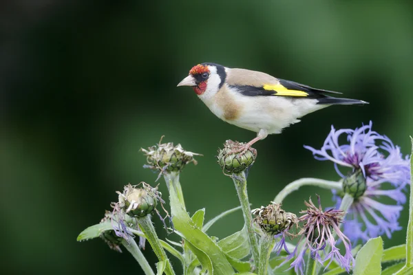 Jilguero, carduelis carduelis — Foto de Stock