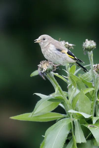 Stieglitz, carduelis carduelis — Stockfoto