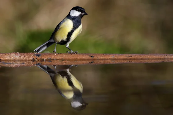 Büyük baştankara parus major — Stok fotoğraf