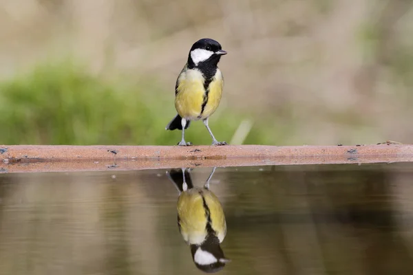 Grande mésange, Parus Major — Photo