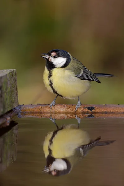 Grande mésange, Parus Major — Photo