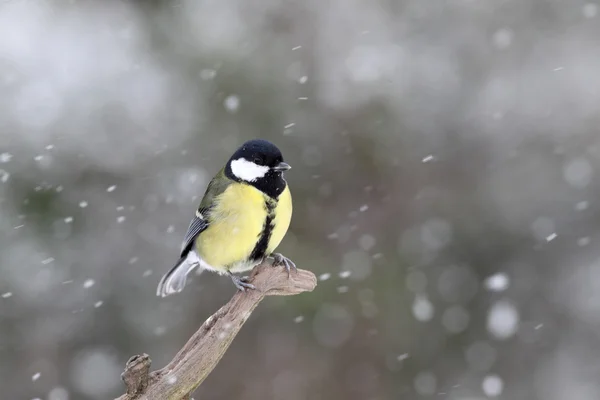 Большая синица, Parus major — стоковое фото