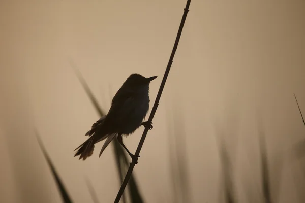 Great-reed warbler, Acrocephalus arundinaceus — Stock Photo, Image
