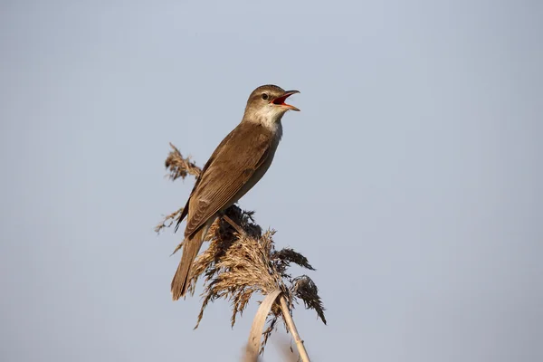 Velký-Rákosník, arundinaceus Phoenicurus — Stock fotografie