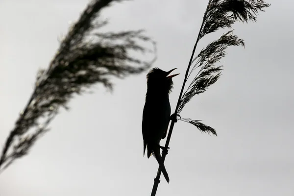 Wielki reed Lasówka, (acrocephalus arundinaceus) — Zdjęcie stockowe