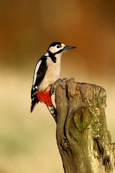 Picchio maculato, Dendrocopos major — Foto Stock