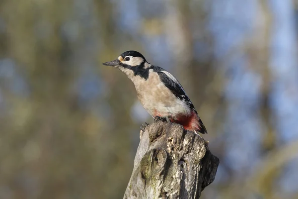 Pica-pau-de-bico-grande, Dendrocopos major — Fotografia de Stock