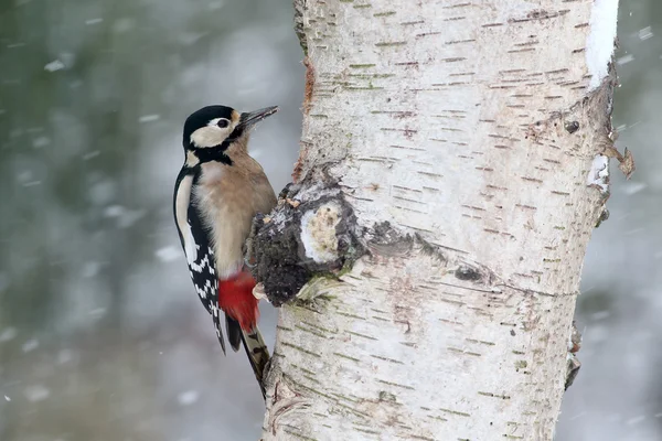 Zauważony wielki Dzięcioł, dendrocopos major — Zdjęcie stockowe