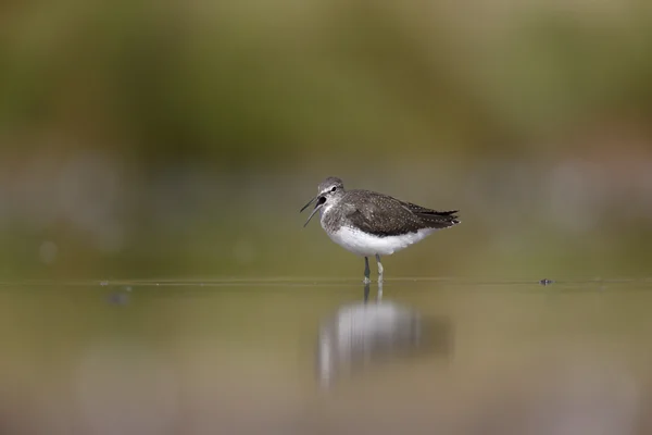 Sandpiper verde, Tringa ocropo — Fotografia de Stock