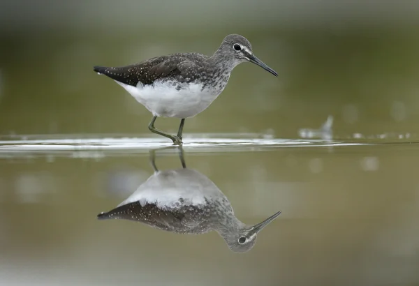 Flautista de arena verde, Tringa ochropus — Foto de Stock