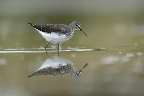 Flautista de arena verde, Tringa ochropus — Foto de Stock