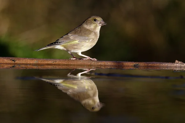 Greenfinch、carduelis クロリス, — ストック写真