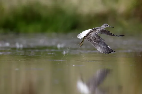 Greenshank, Tringa nebularia, — Foto Stock