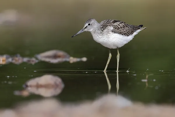 Perna-verde-, tringa nebularia, — Fotografia de Stock