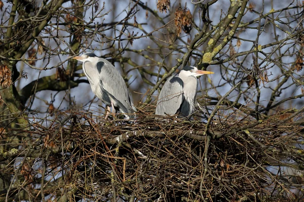 Grå häger, Ardea cinerea — Stockfoto