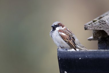 Evi sparrow, passer domesticus