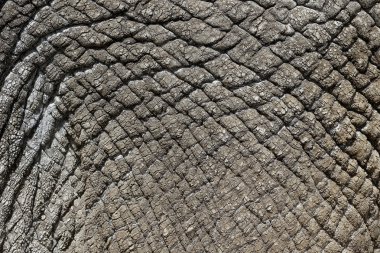 Hintli fil, elephas maximus,