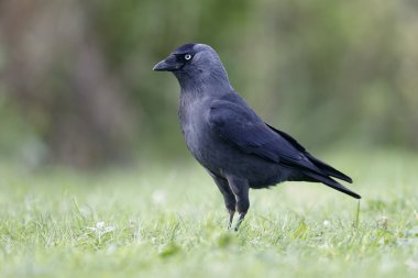 Grajilla, corvus monedula