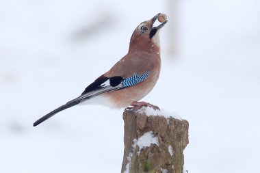 Jay, Garrulus glandarius