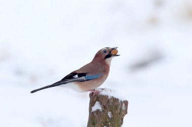 Jay, Garrulus glandarius