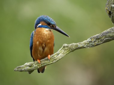 yalıçapkını, alcedo şuna