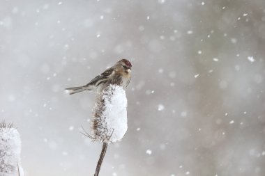 daha az redpoll, carduelis kabare