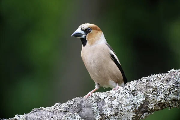 Hawfinch, Coccothraustes coccothraustes — Stock Photo, Image