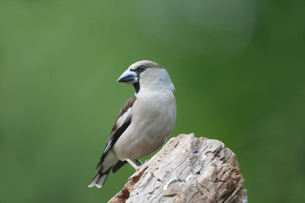 Bico-grossudo, coccothraustes coccothraustes — Fotografia de Stock