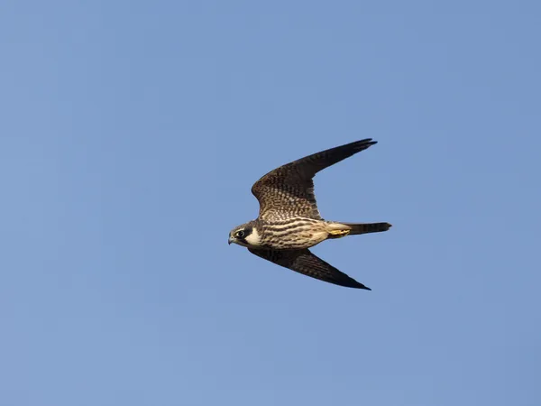 Hobby, Falco subbuteo — Stockfoto